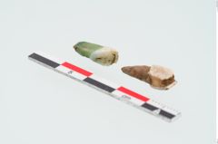 Foto von Zahn (NHMW-PRAE-024930a)